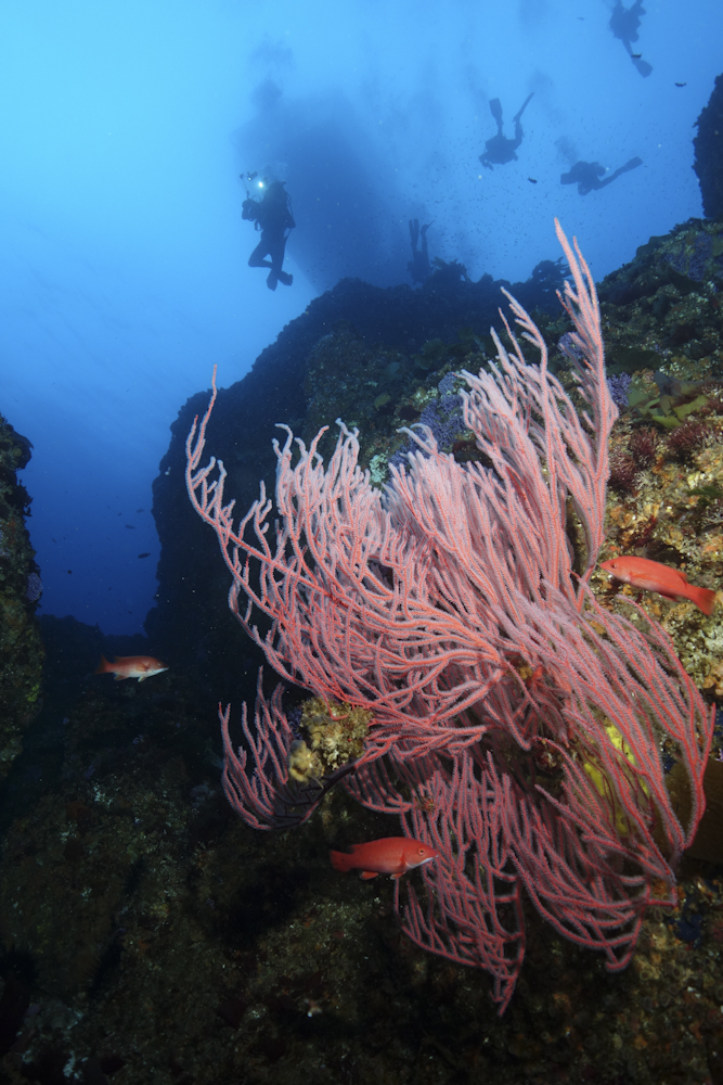 Young California sheepshead (Semicossyphus pulcher) dance through the reaching arms of vibrant Red Gorgonian (Leptogorgia chilensis) at Farnsworth Bank. Stunning visibility reveals a flock of descending divers one-hundred feet above the reefs below.