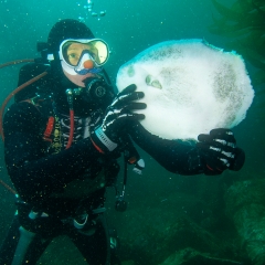 Trip 4/5/25 Blue Triangle, Catalina Island - SoCal Diver
